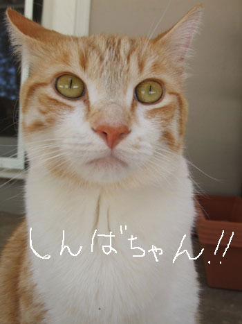 2013-06-08-cat2