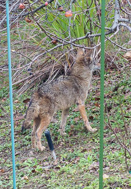 2016-02-18-coyote2