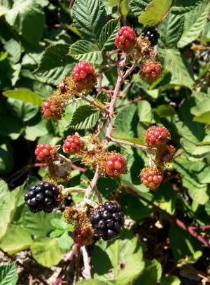 2014-07-12-blackberries1