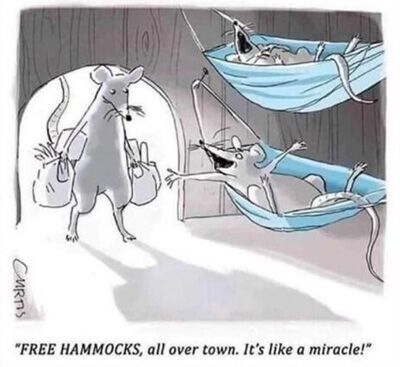 2020-11-12-hammocks