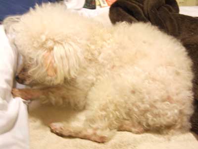 2015-05-11-chibi7