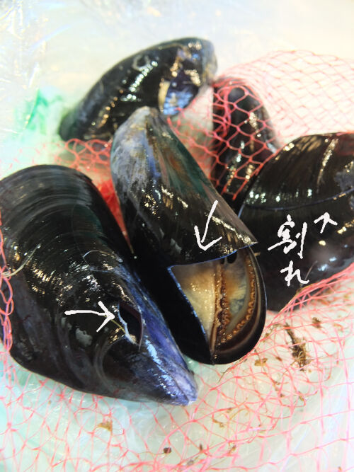 2026-10-11-clams1
