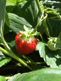 2011_09_16_strawberries1