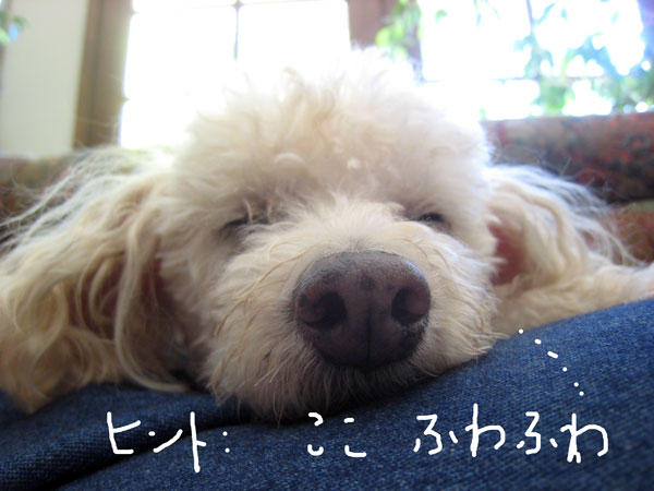 2019-01-11-chibi2