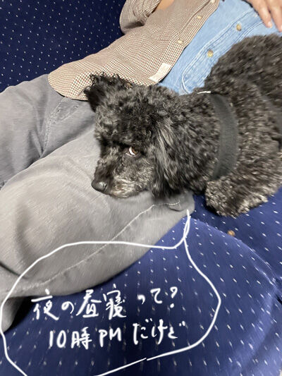 2023-11-01-oreo2