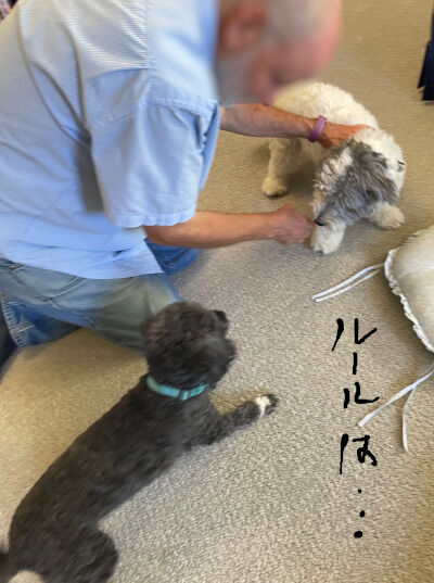 2024-09-30-2dogs1