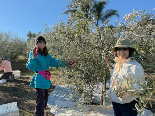 2025-11-01-olivefarm1