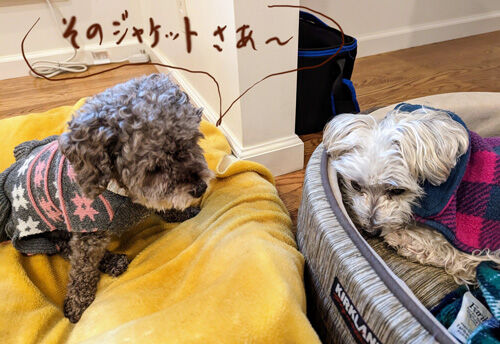 2023-01-27-dogs1