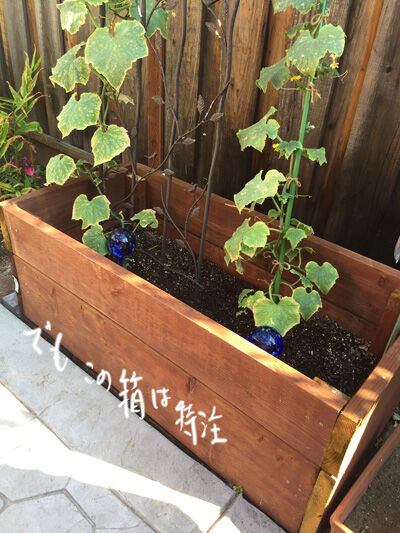 2021-09-07-veggie5