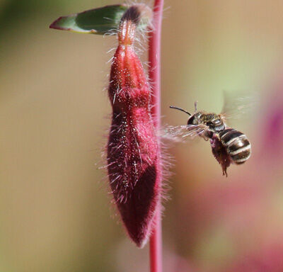 2024-06-01-bees3