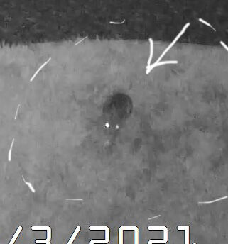 2021-10-06-animal2