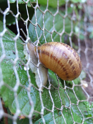 2012_08_27-snail2