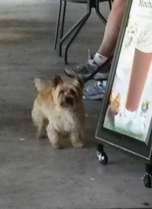 2014-07-12-dog2