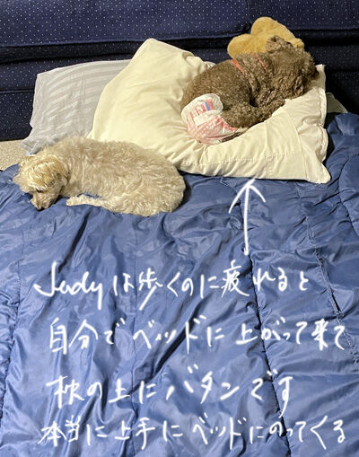 2022-08-23-dogs8