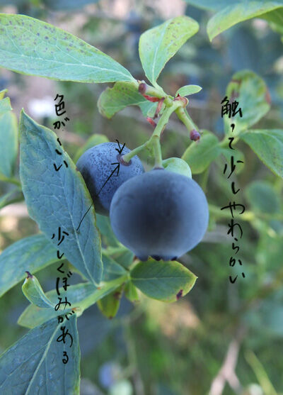 2021-06-15-blueberry2