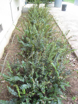2010_04_03_fern2
