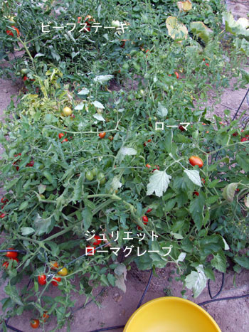 2013-08-13-3tomatoes