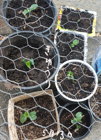 2020-05-15-seeds7