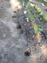 2010_04_29_holes