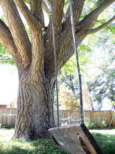 2015-04-13-tree4