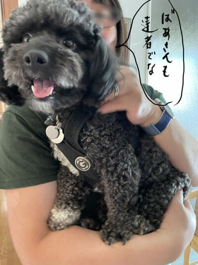 2023-07-09-oreo6