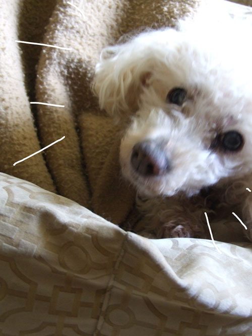2018-12-13-chibi4