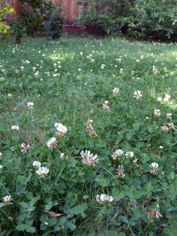 2012_04_29-clovers