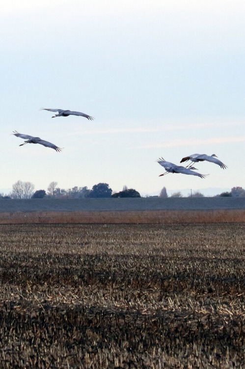 2023-12-12-sandhillcrane1