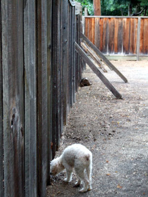 2010_09_26_chibi