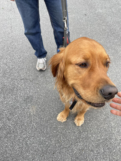 2024-02-05-dog