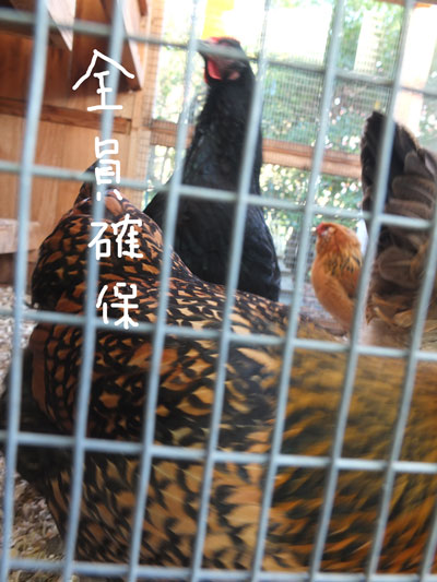 2019-12-26-hen5