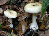 Amanita-phalloides