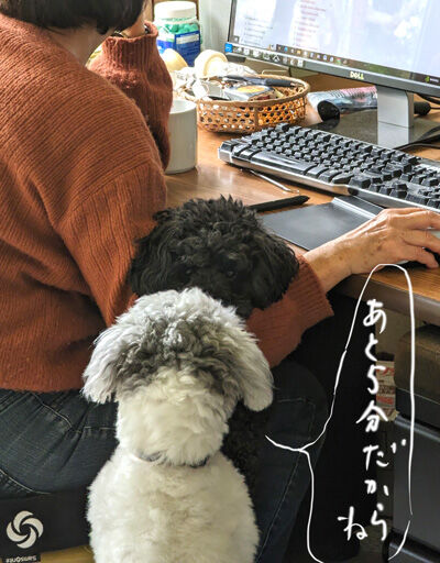 2024-02-23-dogs1