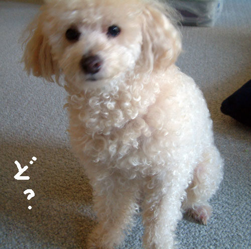 2018-01-14-chibi8