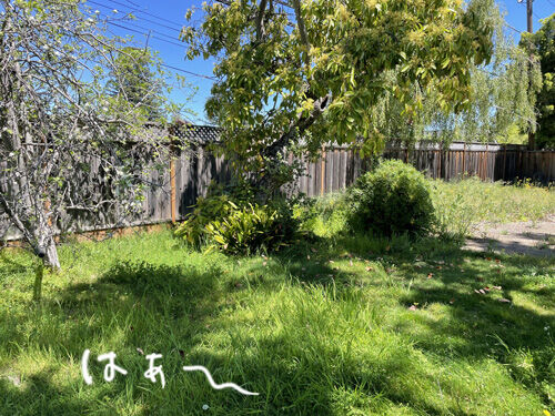 2024-04-23-yard10