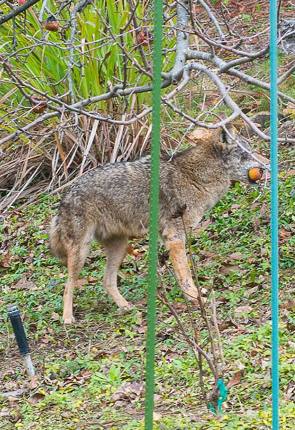 2016-02-18-coyote6