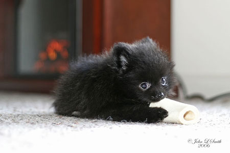 黒い犬