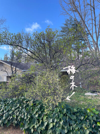2025-03-16-plum2