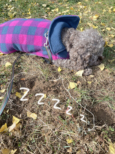 2022-11-20-judy3