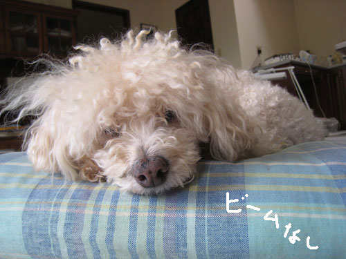 2017-11-21-chibi4