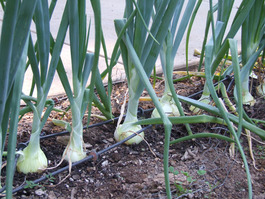 2011_07_18_onions