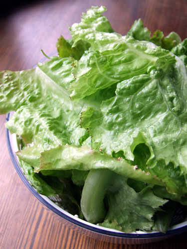 2010_05_24_lettuce