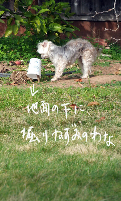 2021-01-14-rasta1