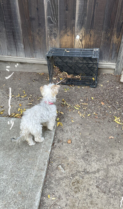 2021-10-09-dog6