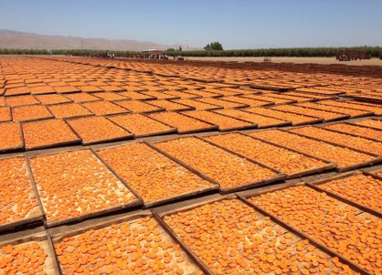 2015-11-17-apricots