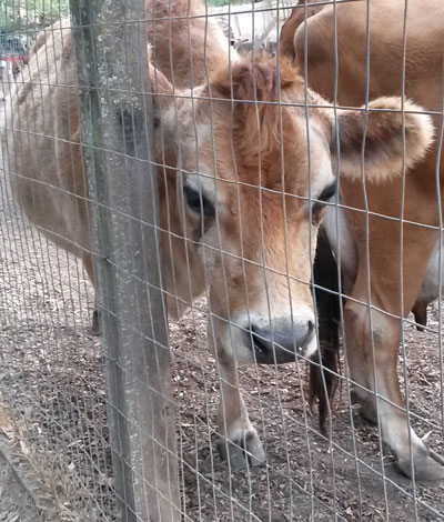 2015-12-15-cow