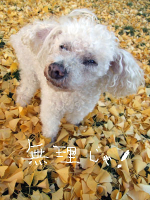2013-11-23-chibi1