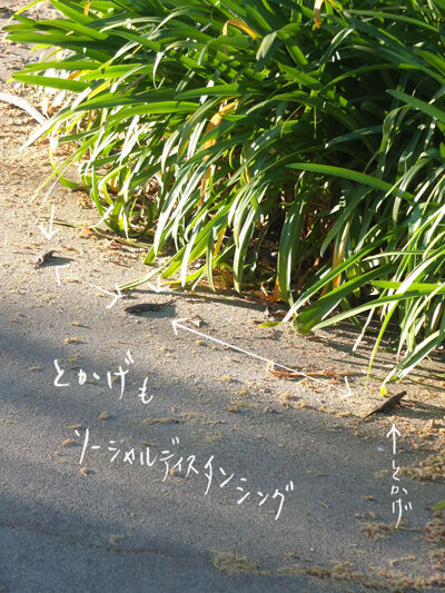 2020-05-11-lizard2