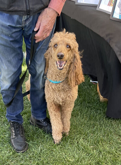 2024-05-05-poodle1