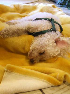 2014-07-21-chibisleep4